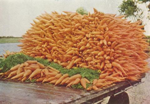 Carrots for the market, Dingley, 1955